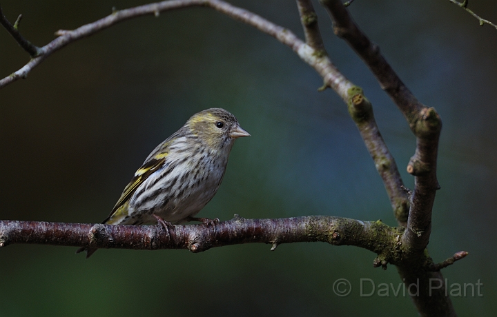 Siskin female - H.jpg - Siskin, female - Forest of Dean